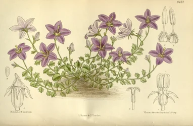 Campanula arvatica, Campanulaceae
